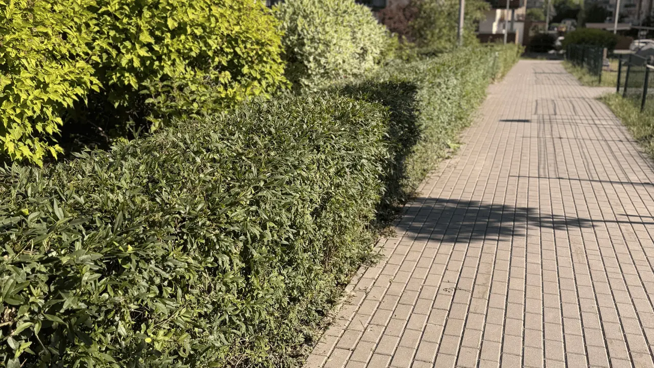 Przycięty żywopłot wzdłuż chodnika na terenie osiedla mieszkaniowego